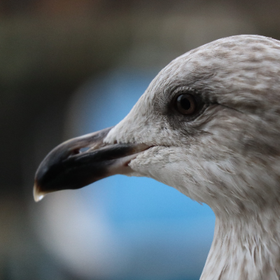 rodolphe@microblog.lunai.re